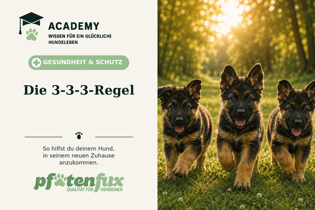 3-3-3-Regel bei Hunden: So gelingt die Eingewöhnung