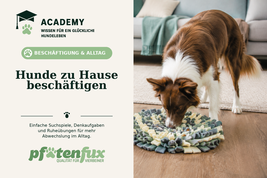 Hunde zu Hause beschäftigen