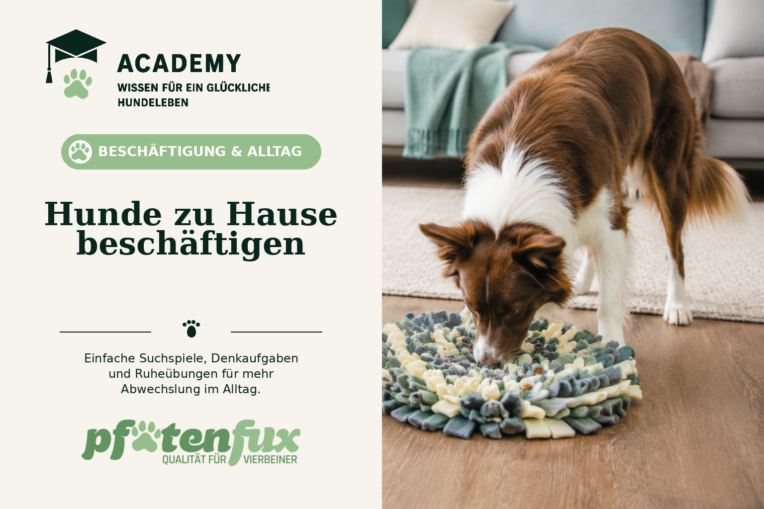 Hunde zu Hause beschäftigen