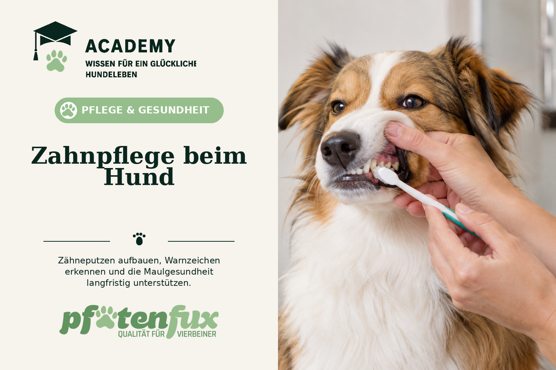 Zahnpflege beim Hund